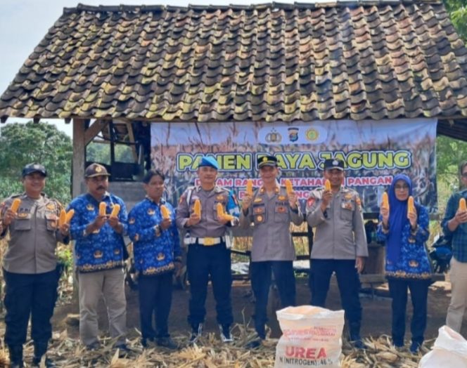 
					Polres Tanggamus Gelar Panen Raya Jagung di Pulau Panggung, Dukung Ketahanan Pangan