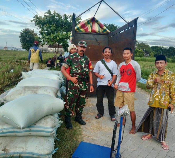 
					Pendampingan Babinsa Bantu Lancarkan Serapan Gabah Petani di Wilayah