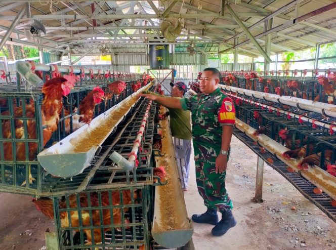 
					Babinsa Manyar Gresik Dampingi Peternak Ayam Petelur Desa Banjarsari