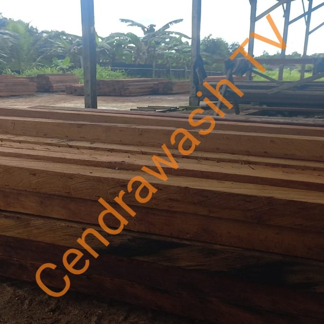 
					Aktivitas Gudang Kayu Tanpa Papan Nama Di Kawasan Jalan Klalin, Kab. Sorong, Tampung Kayu Pacakan Diduga Illegal